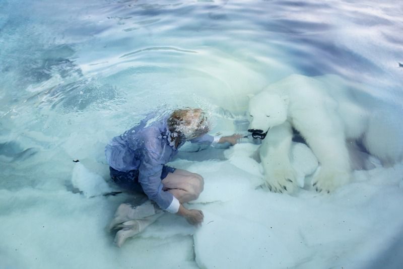 Polar Bear, 2009