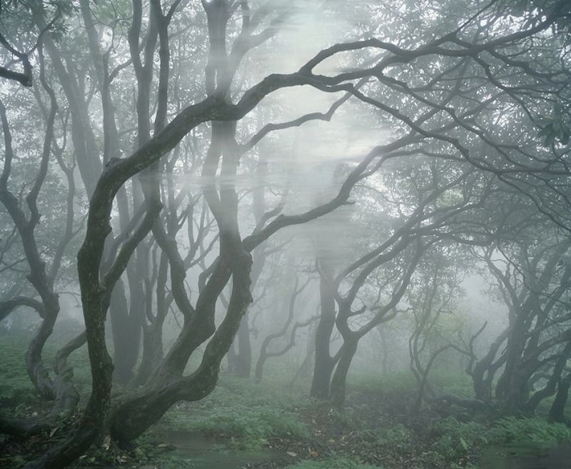 Untitled (Woods 1), 2010 