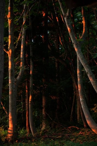 Forest interior (Aomori), 2013