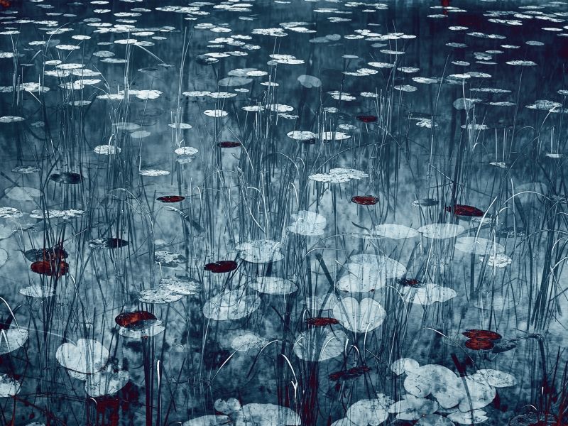 Water Lilies ‘20, 2022
