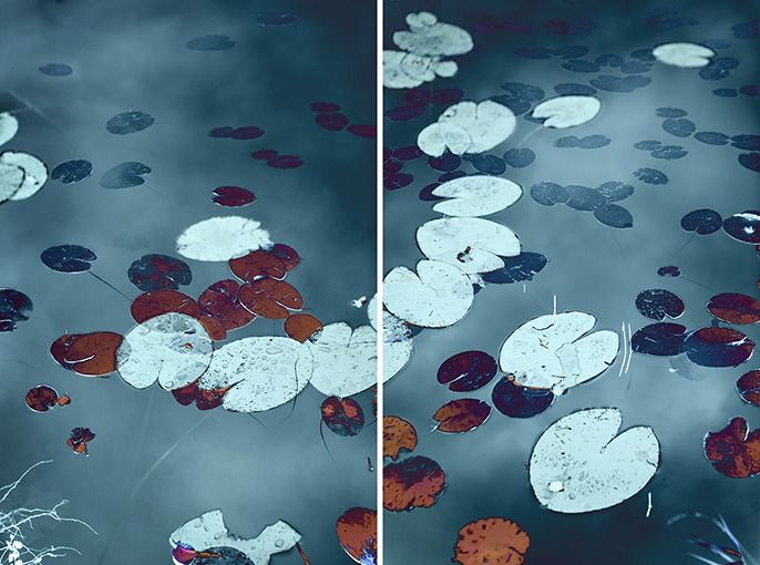 Water Lilies #2, 2018