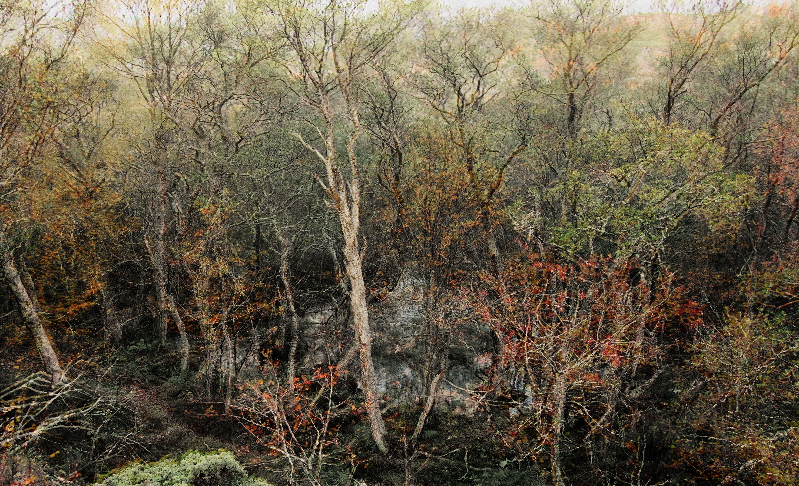 Forest (Tree and Pond ), 2009