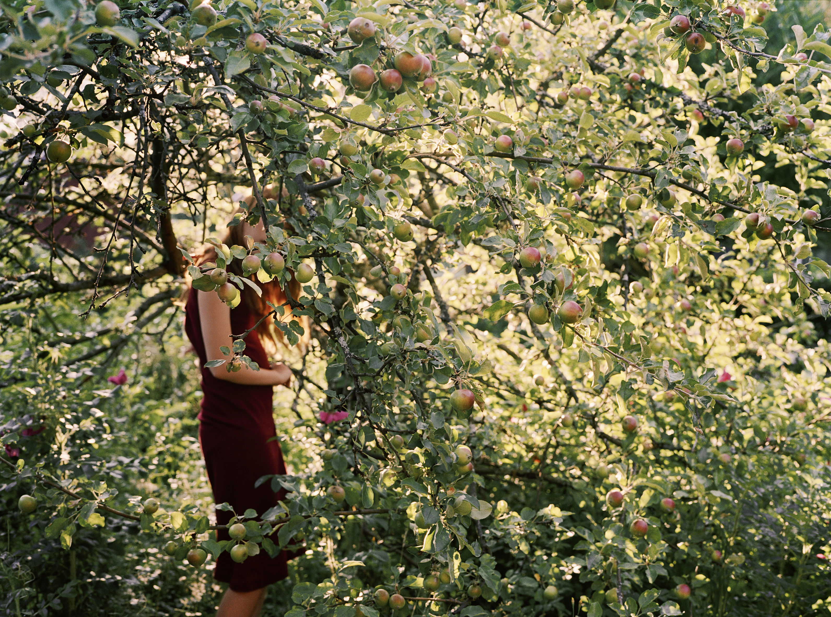 Apple Tree, 2010