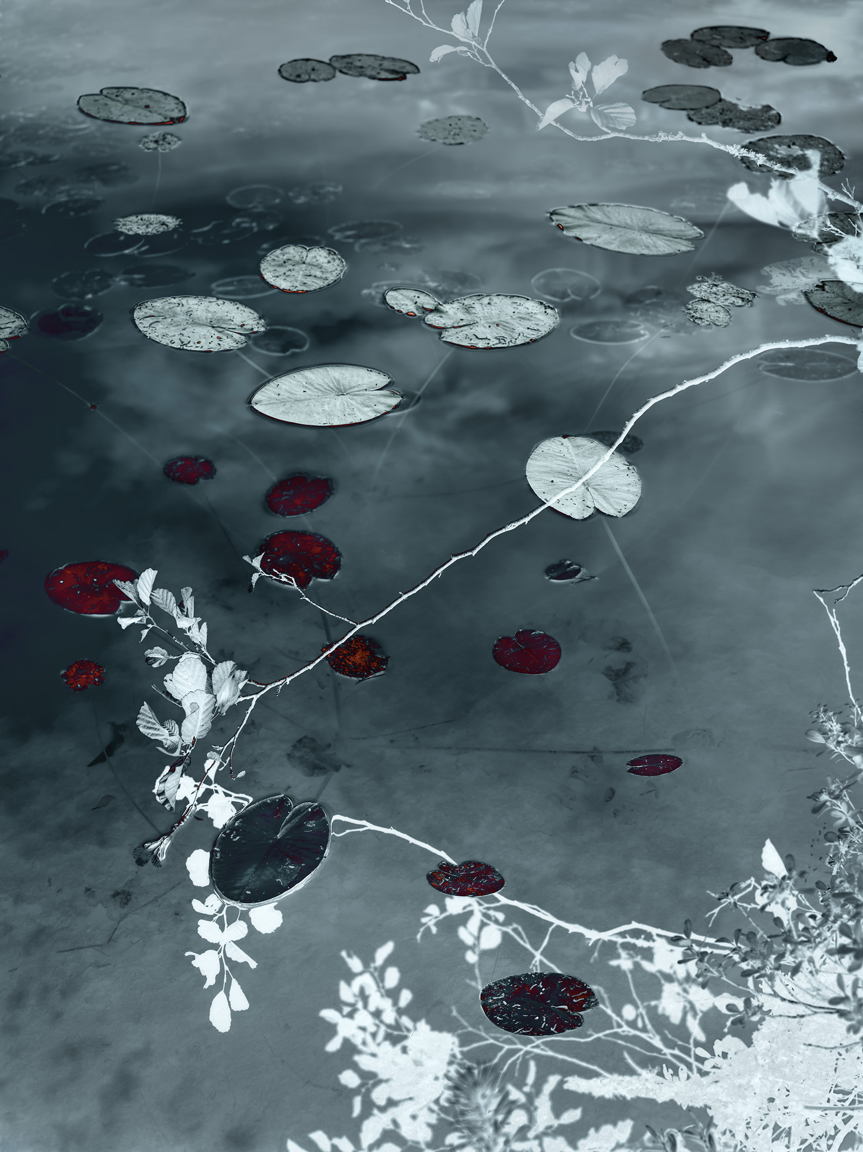 Water Lilies #10, 2020