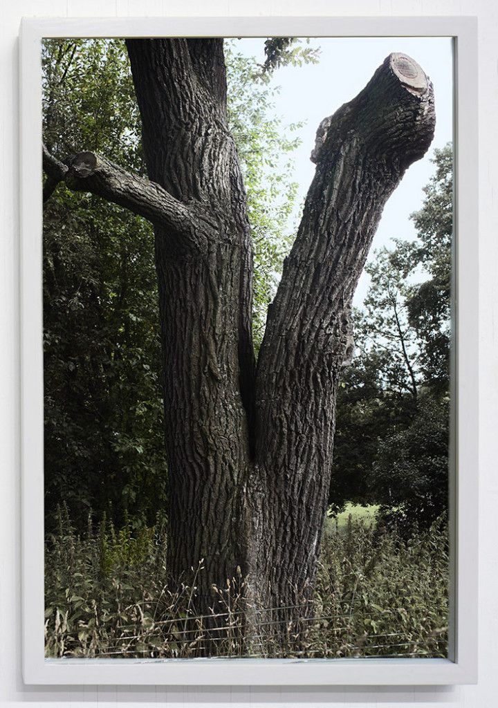 Of the Excellence of Trees # 1, 2012 