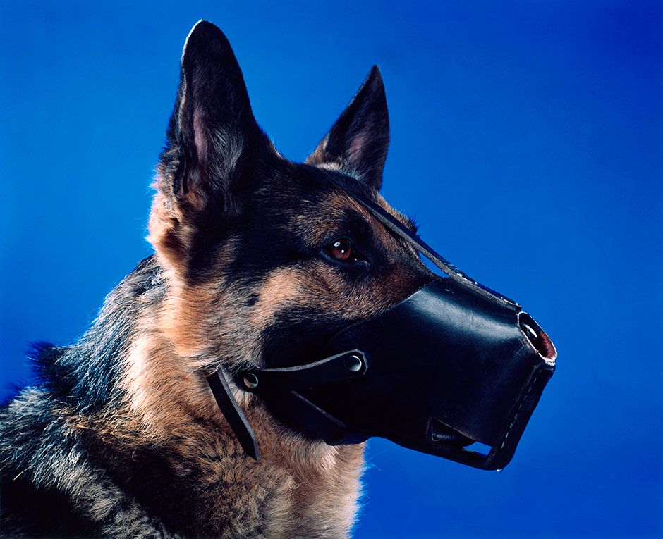 A Dog with a Muzzle on Blue Background, 2004