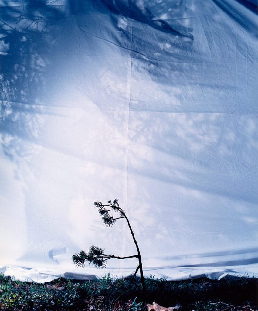 Tree IV, 2003